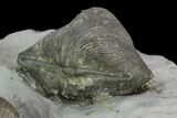Two Pyrite Replaced Brachiopod (Paraspirifer) Fossils - Ohio #129606-2